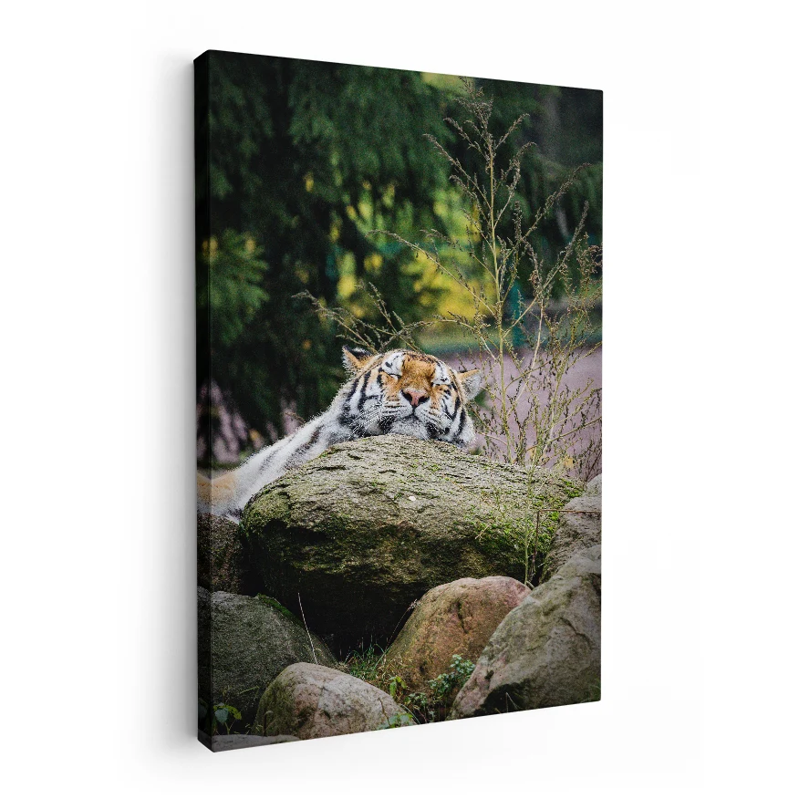 Tigre Descansando Poster