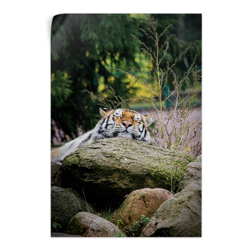 Tigre Descansando Poster