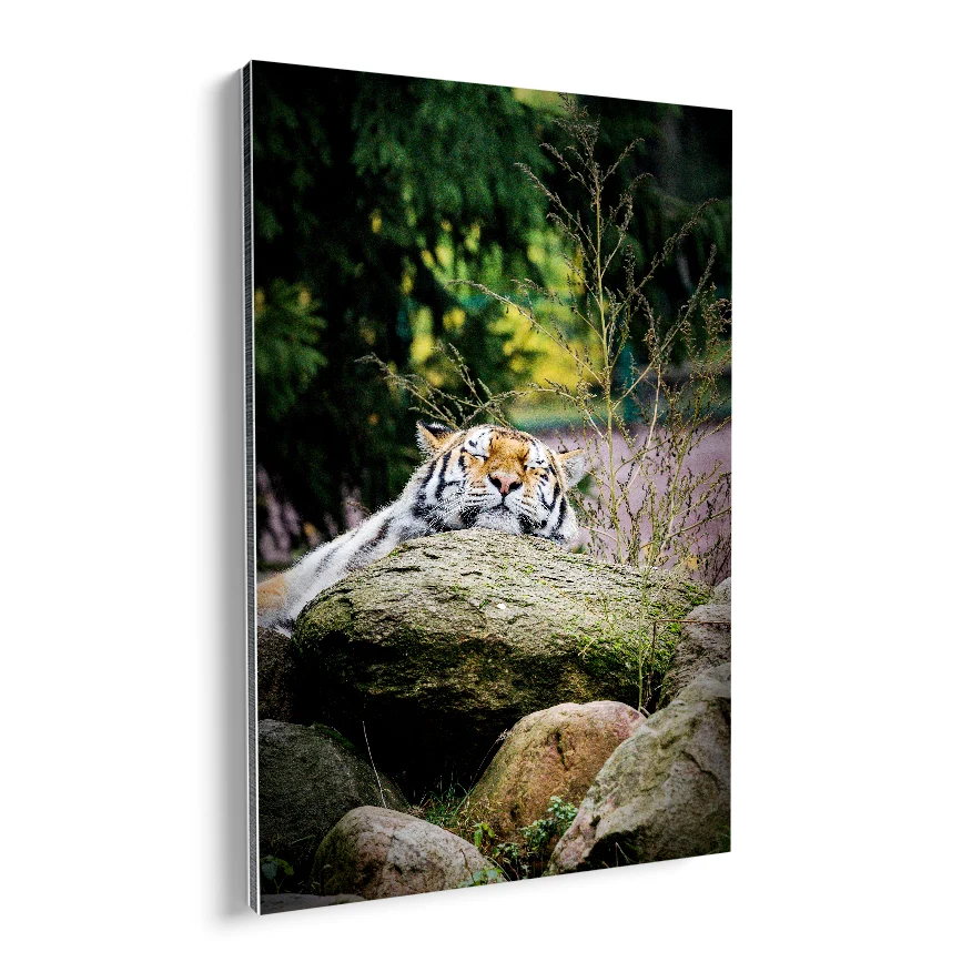 Tigre Descansando Poster