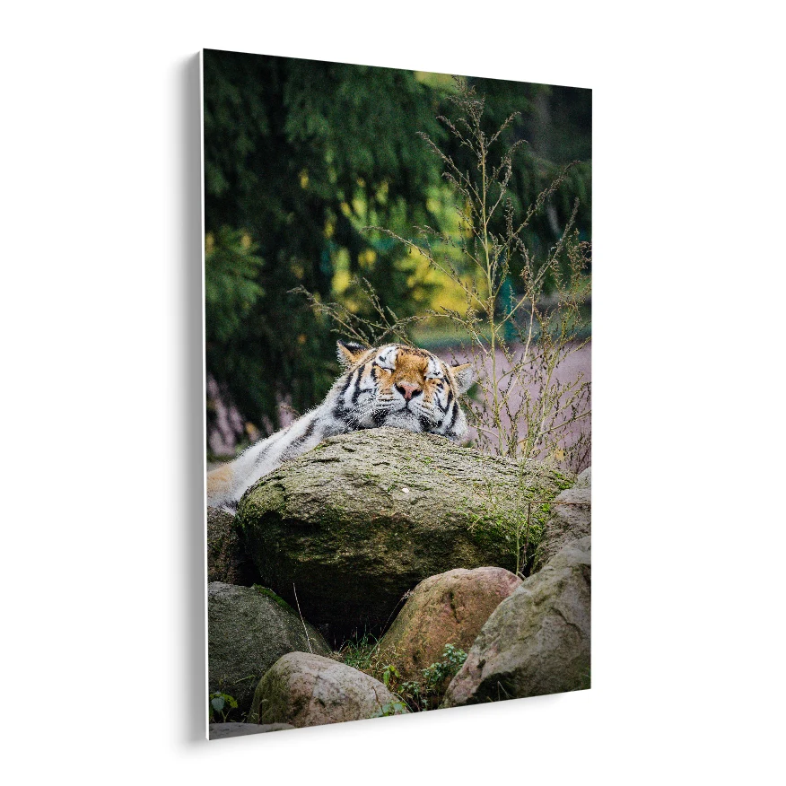 Tigre Descansando Poster