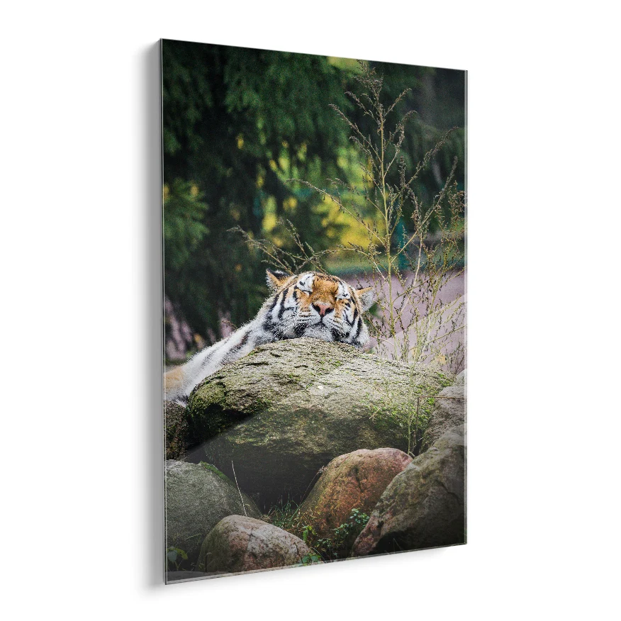 Tigre Descansando Poster