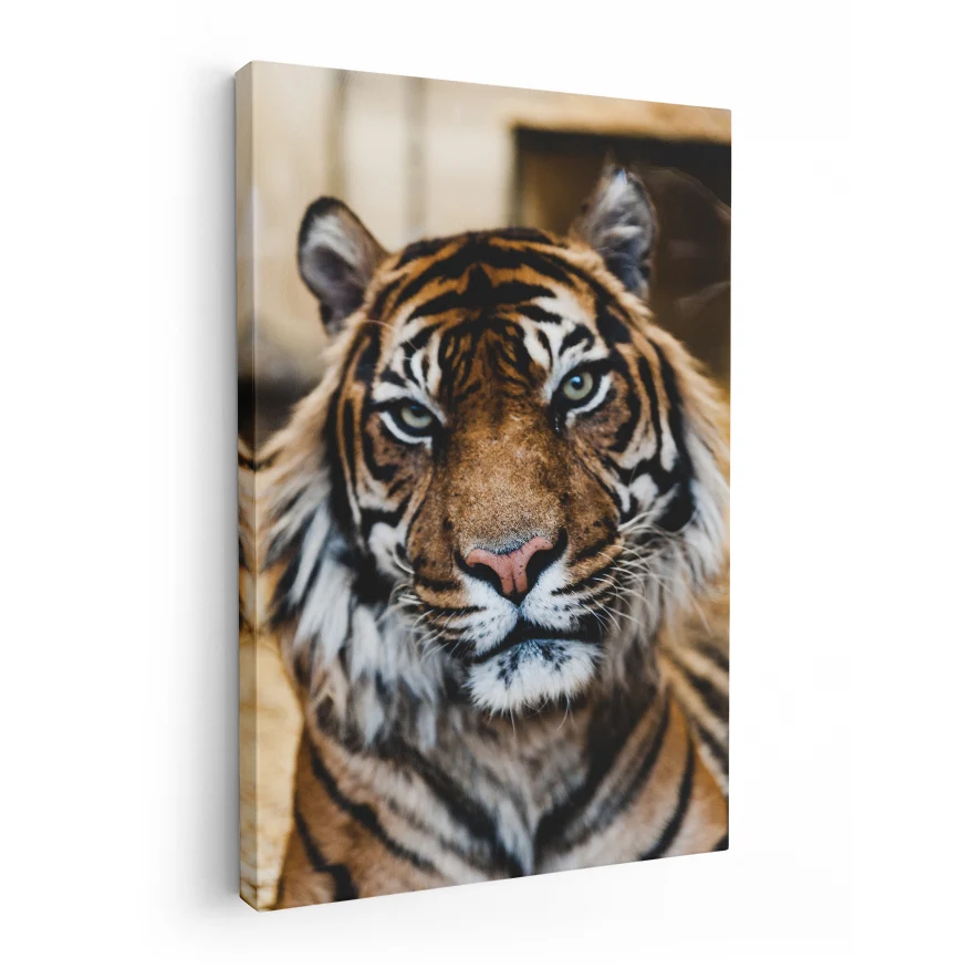 Tigre Poster