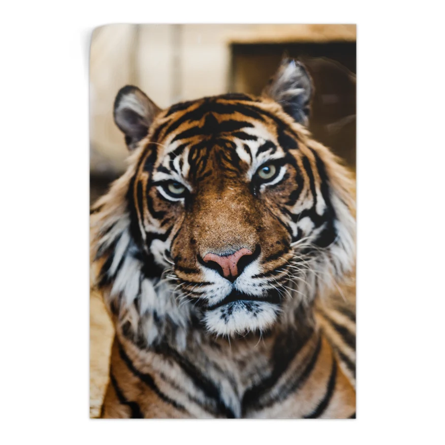 Tigre Poster