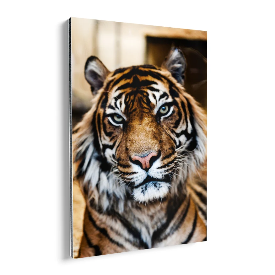 Tigre Poster
