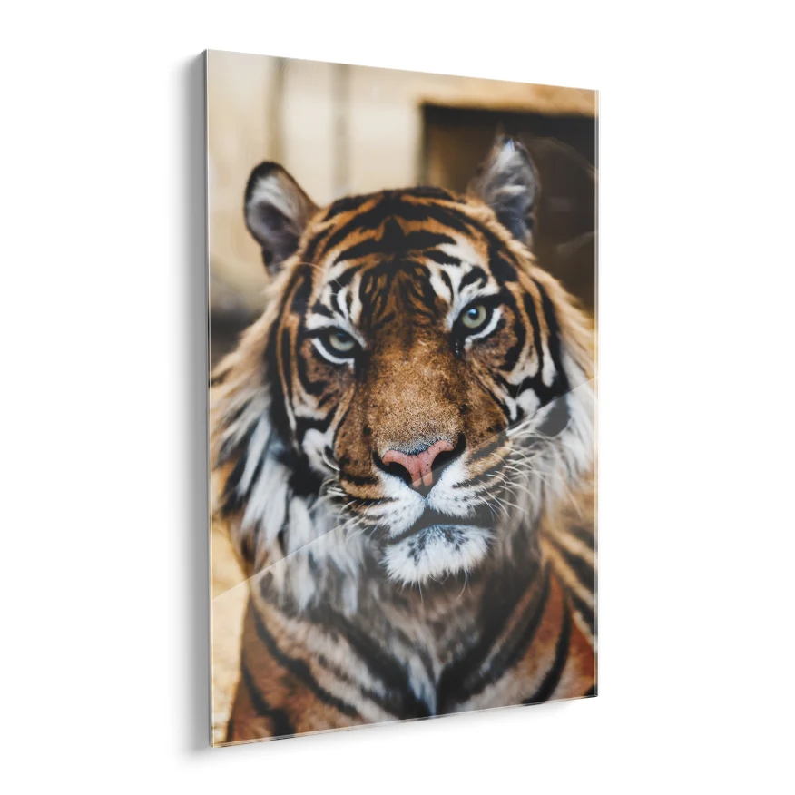 Tigre Poster
