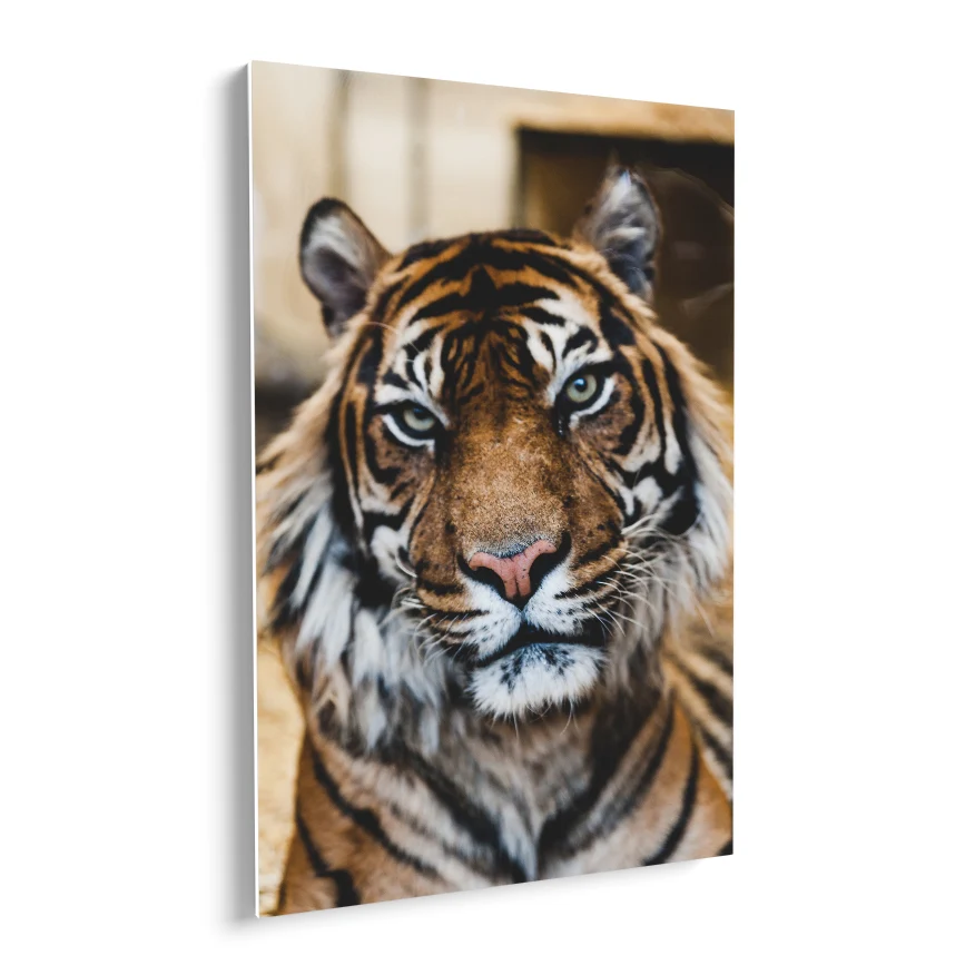 Tigre Poster