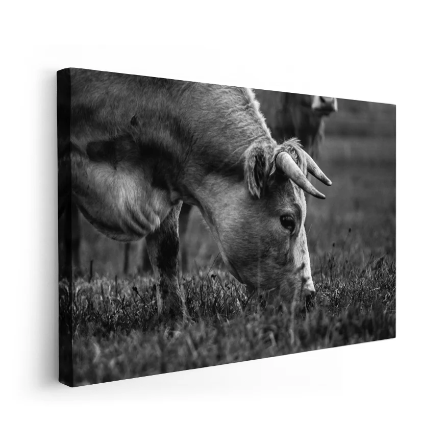 Vaca Comiendo Poster