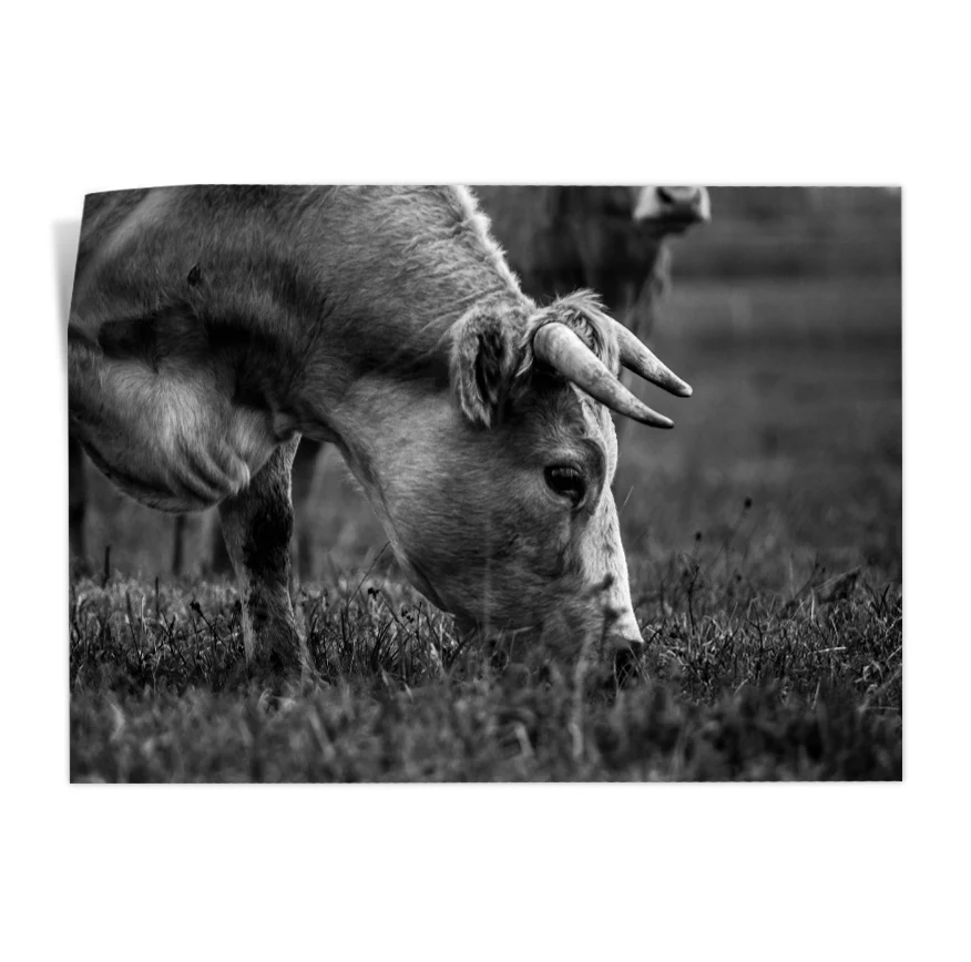 Vaca Comiendo Poster