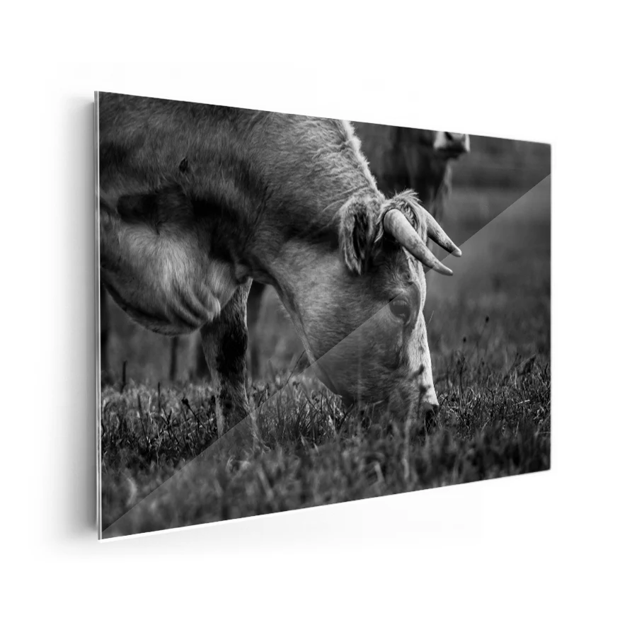 Vaca Comiendo Poster
