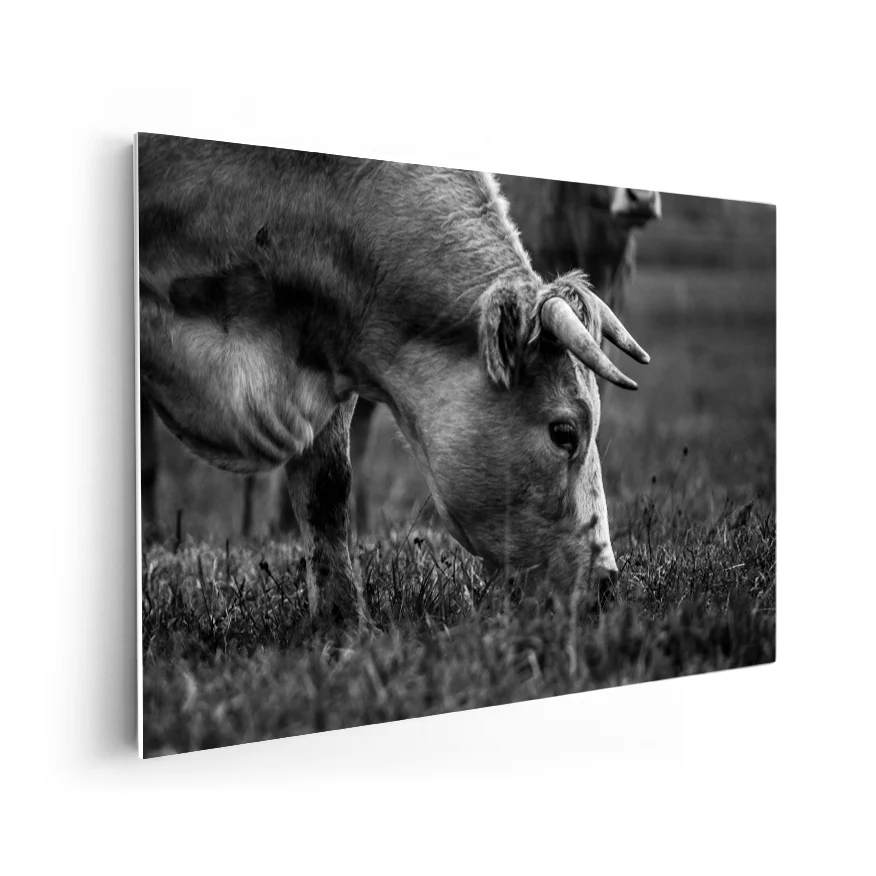 Vaca Comiendo Poster