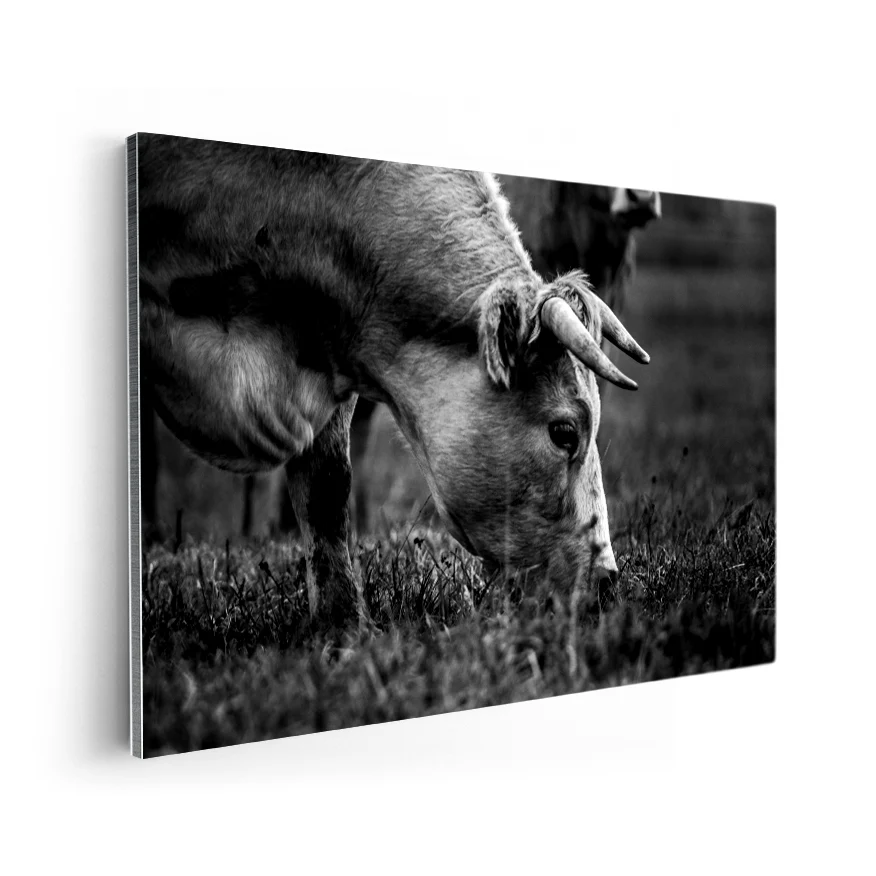 Vaca Comiendo Poster