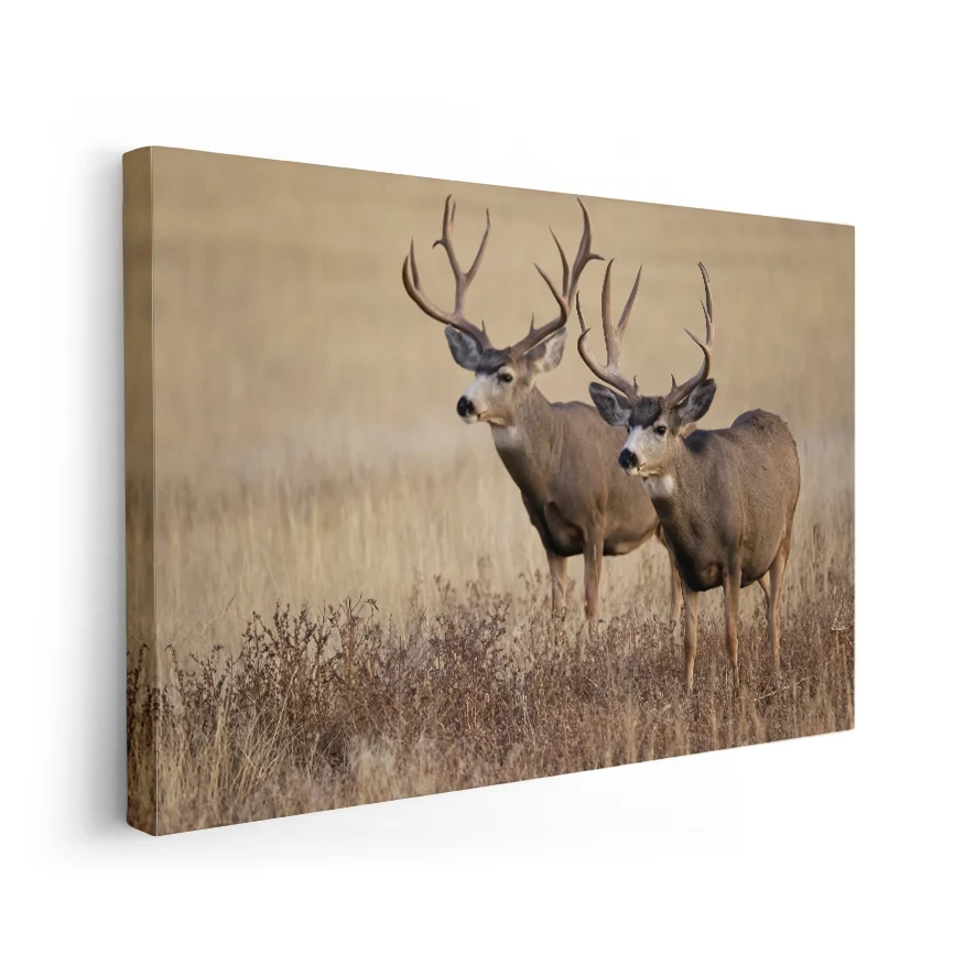 Venado Poster