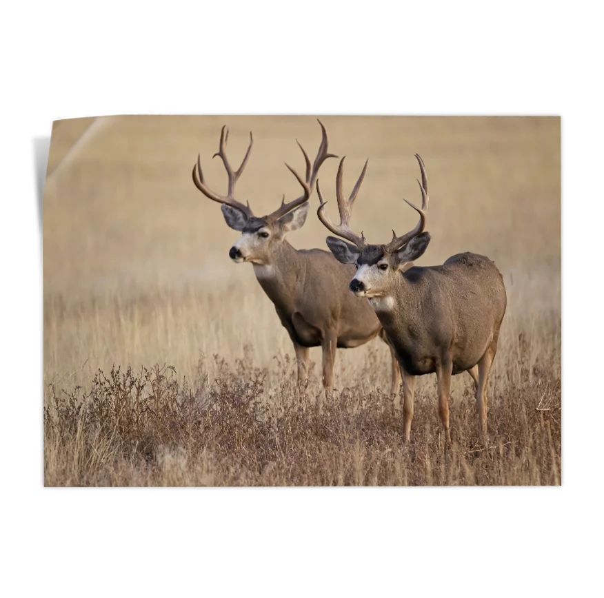 Venado Poster