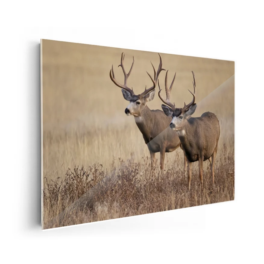 Venado Poster
