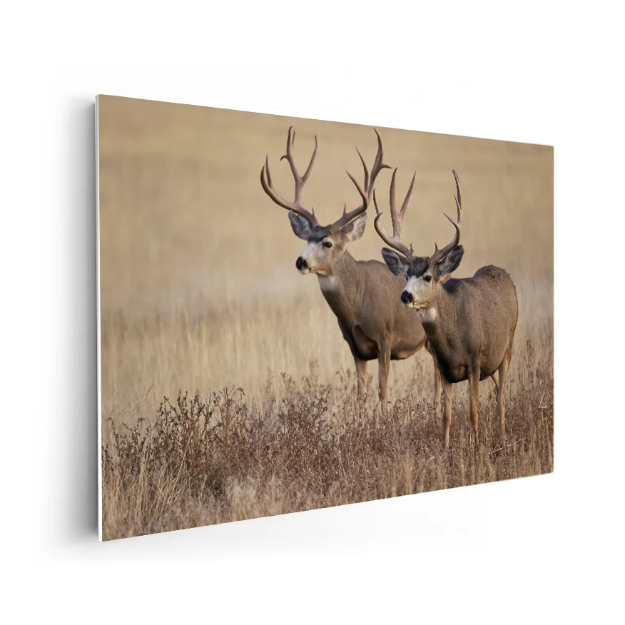 Venado Poster
