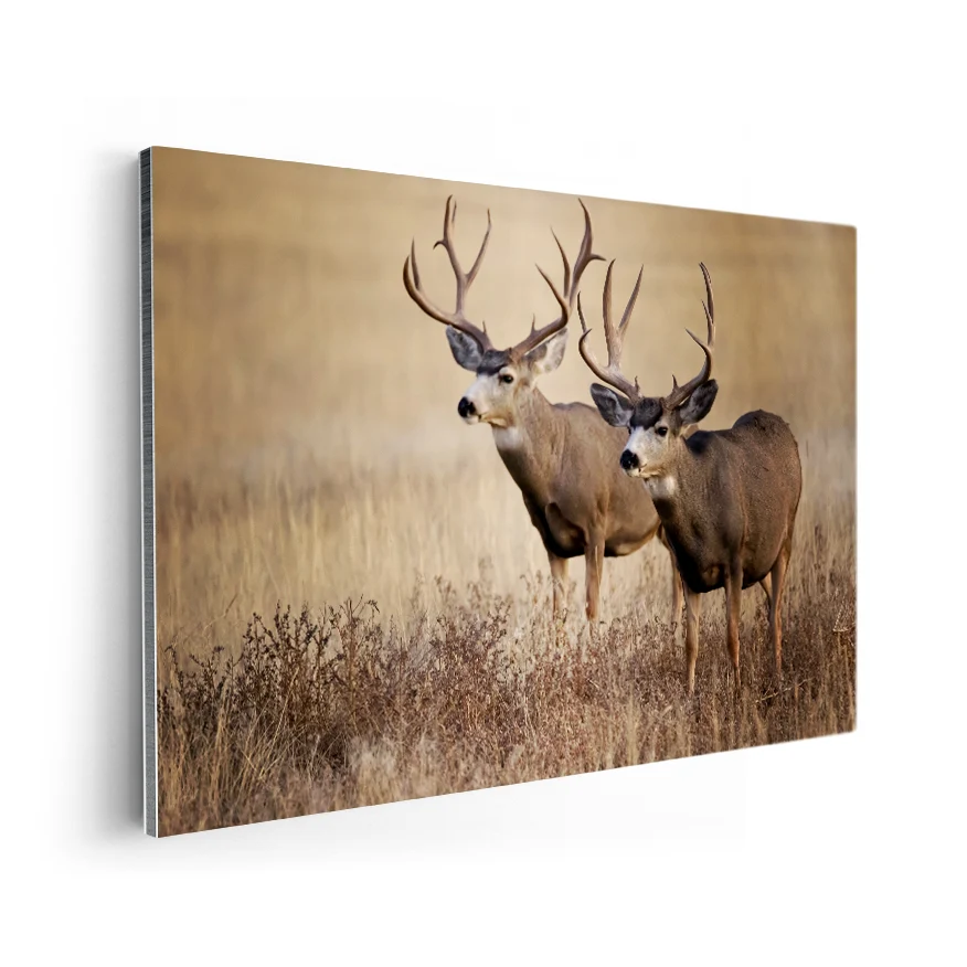 Venado Poster