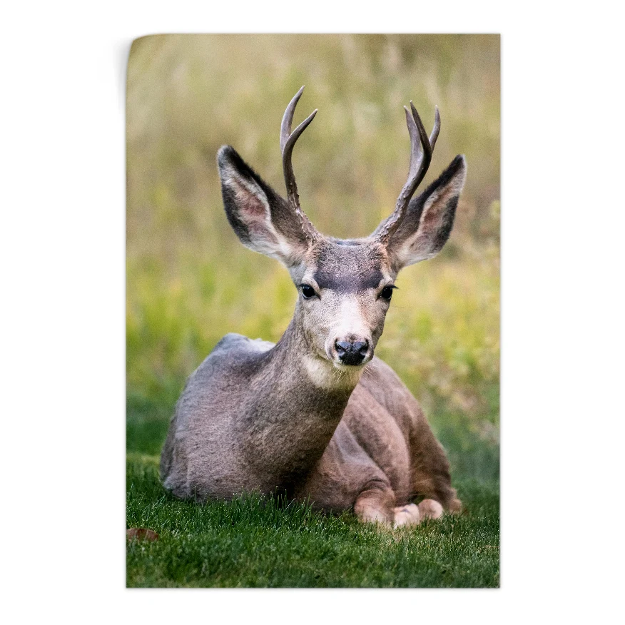 Venado Vigilante Poster