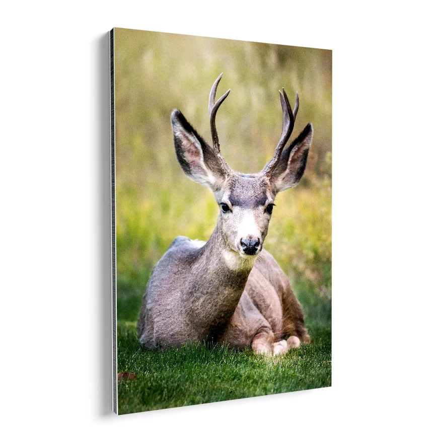 Venado Vigilante Poster