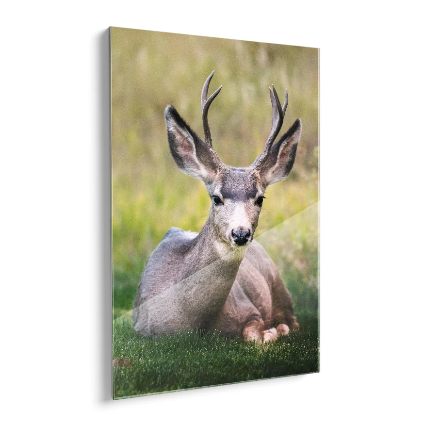 Venado Vigilante Poster