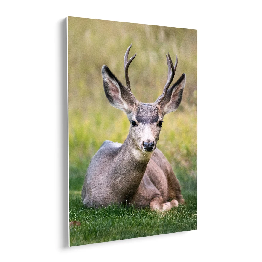 Venado Vigilante Poster