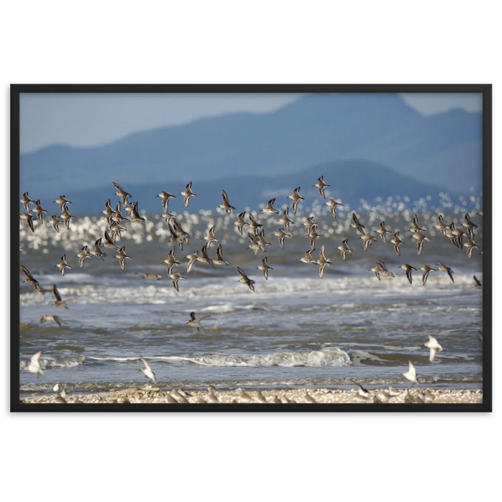 Póster con marco - Aves playeras Negro Young Han Song