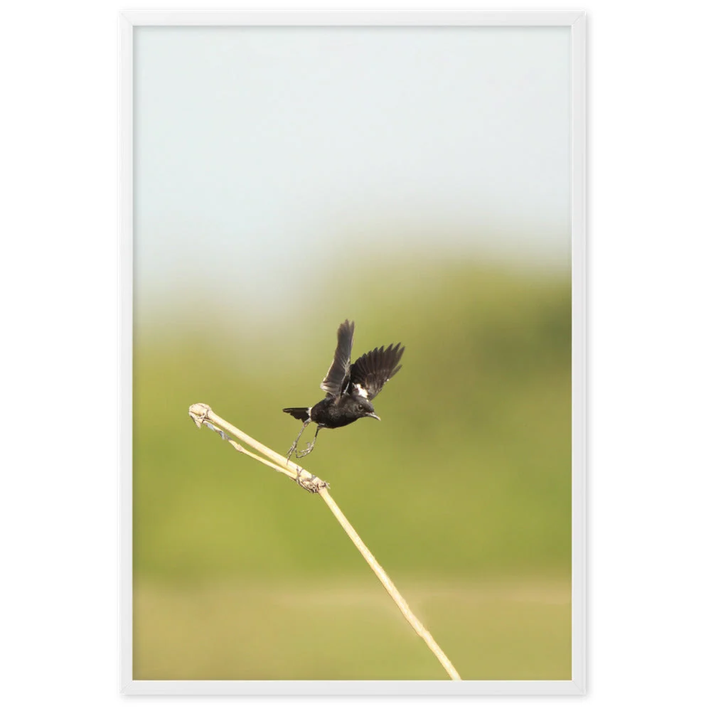 Póster - Elsterschmätzer Pied Bushchat Young Han Song