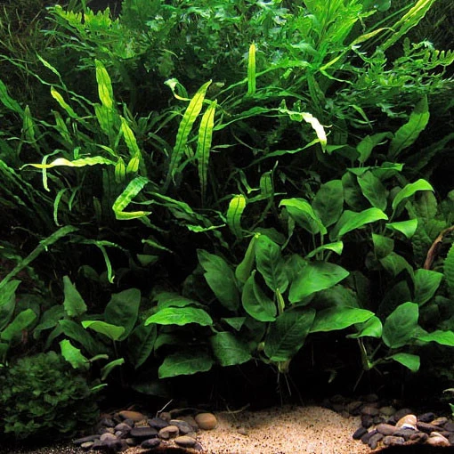 Hygrophila "Siamensis 53B" (X3)