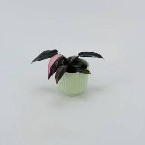 PHILODENDRON ROSA PRINCESS M6