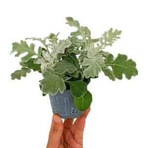 Pack de Pilas Senecio Marítima M9 15cm